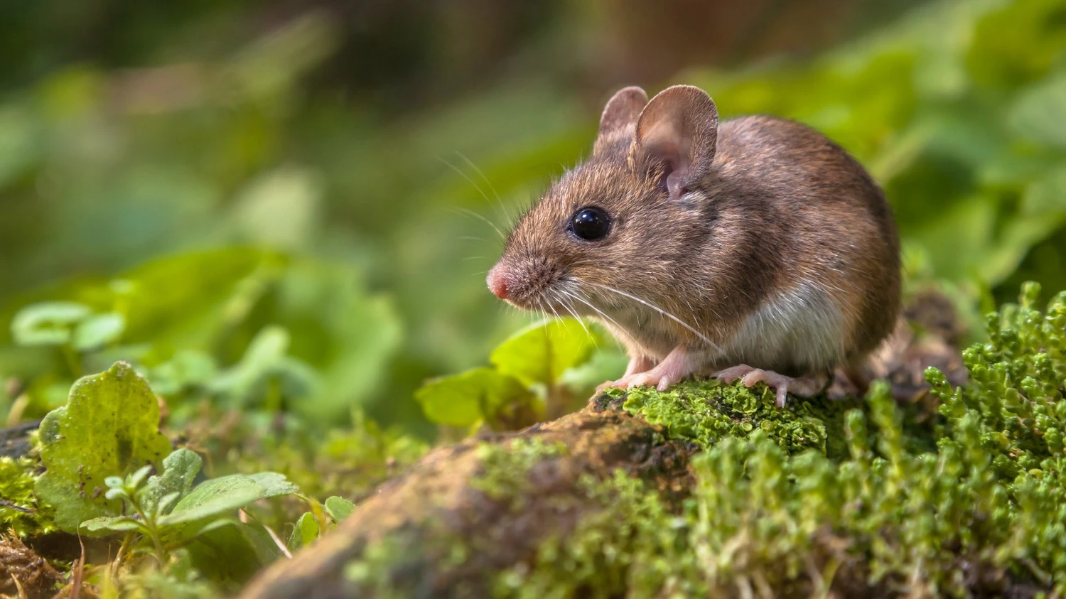 Réaliser une dératisation rats et souris avec ALL’NUISIBLES